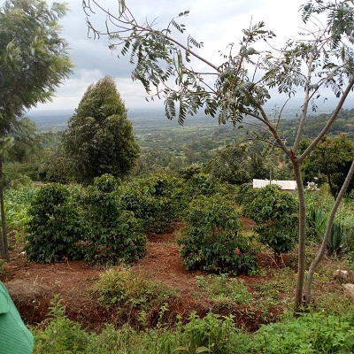 Gusii Coffee Farmers Union