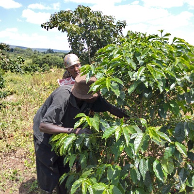 Meru Central Coffee Union