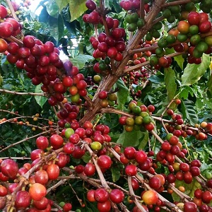 Mt. Elgon & Bungoma Cooperative Unions