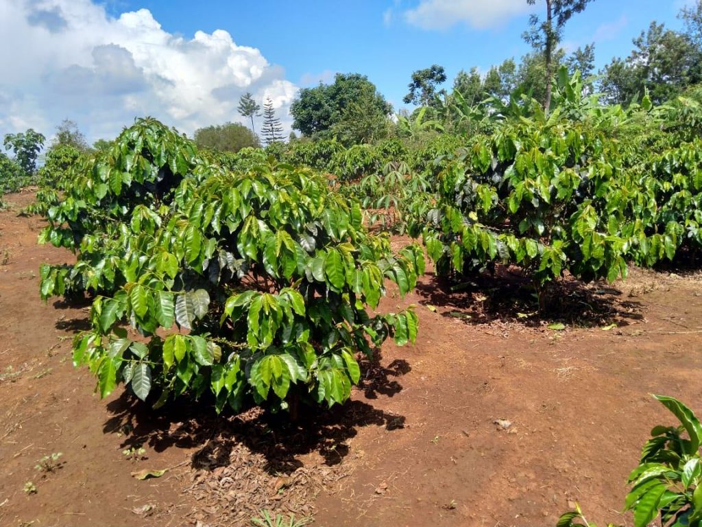 Embu Peaberry Reserve