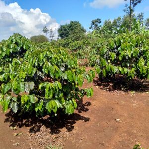 Embu Peaberry Reserve